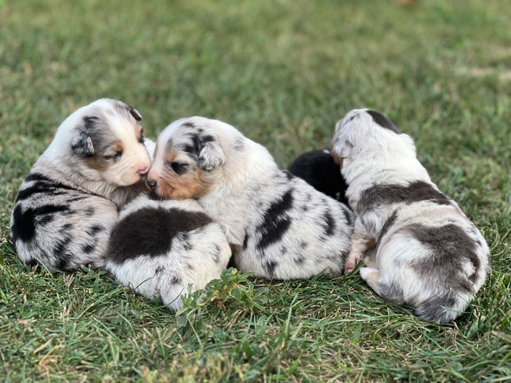 chiot Berger Australien du clos du lambon