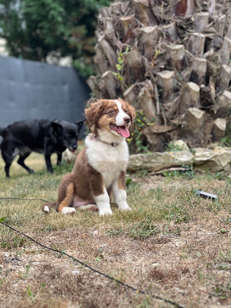 chiot Berger Australien du clos du lambon