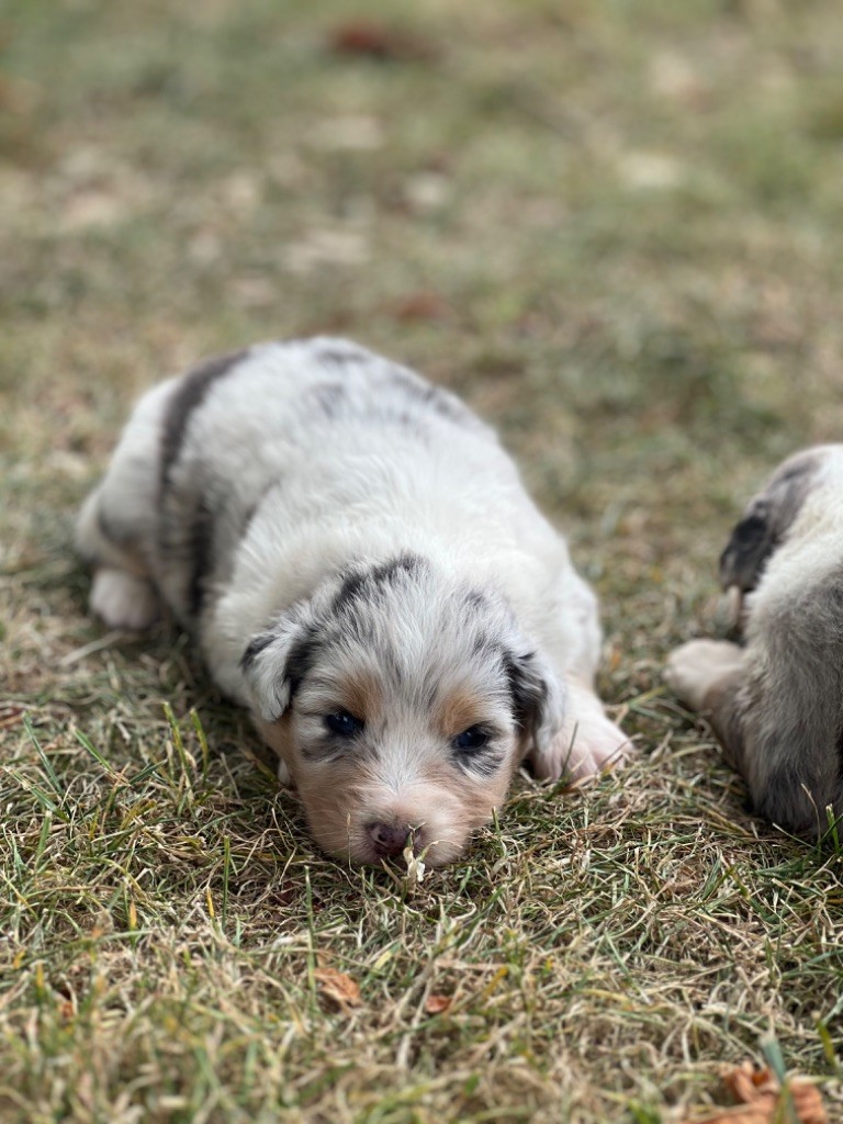 du clos du lambon - Chiot disponible  - Berger Australien