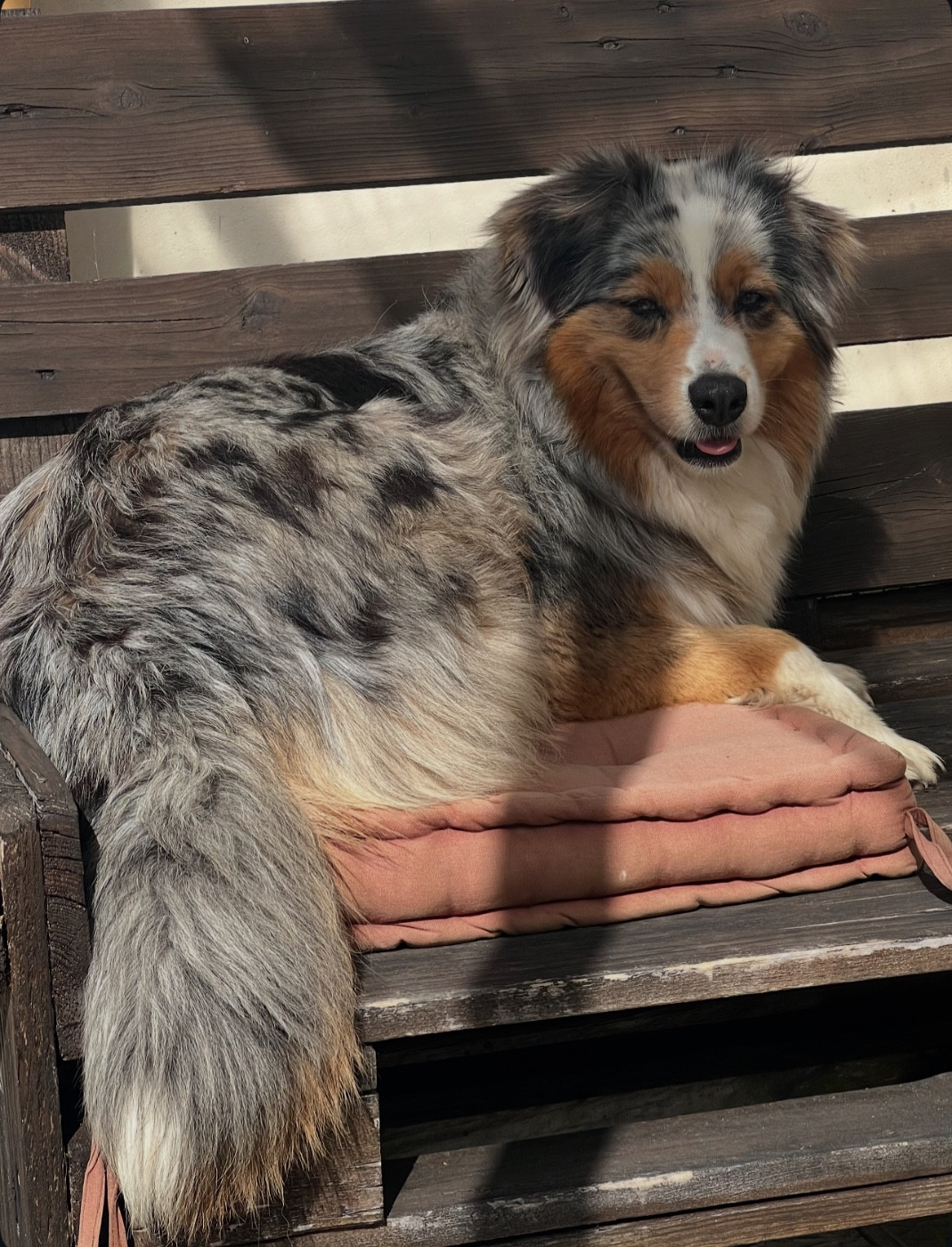 Shippy d'une nuit d'ete