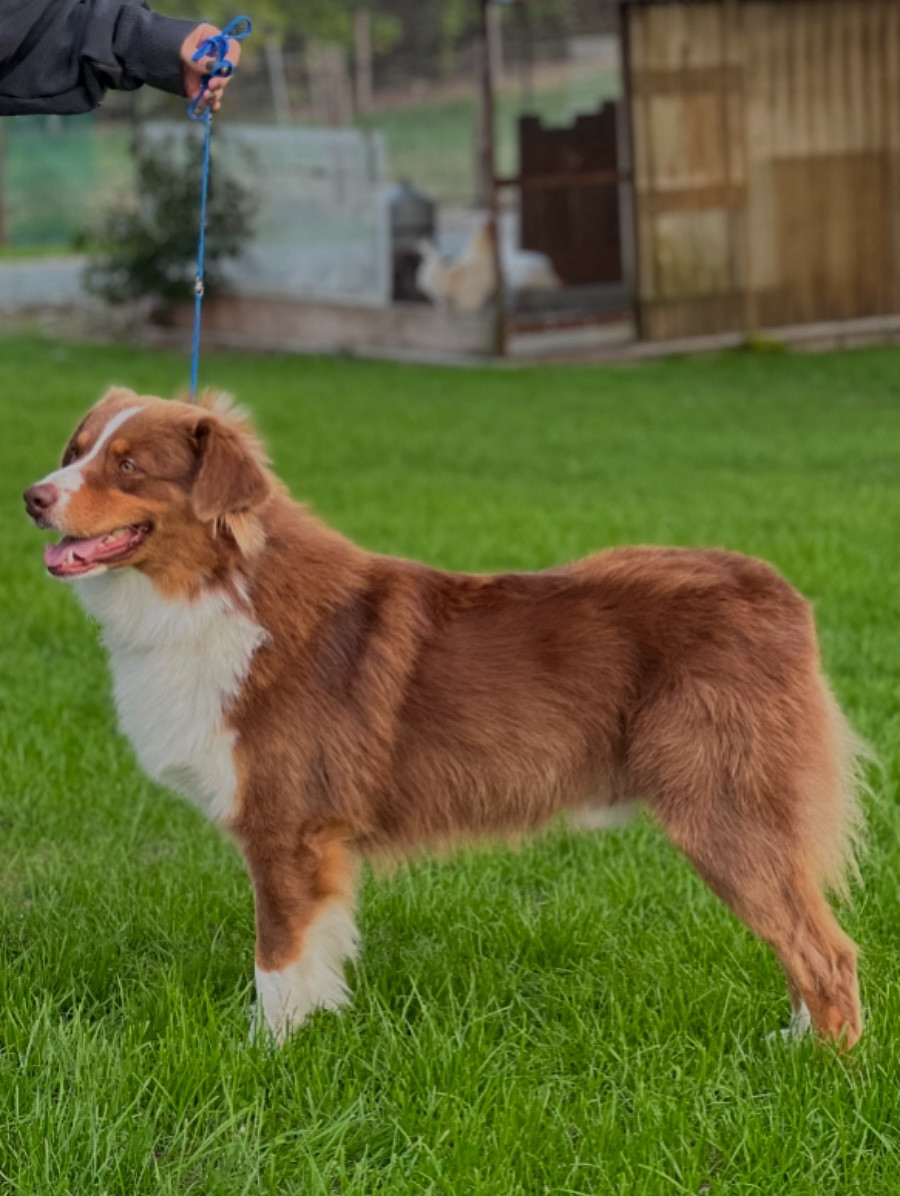 Viking  du clos du lambon