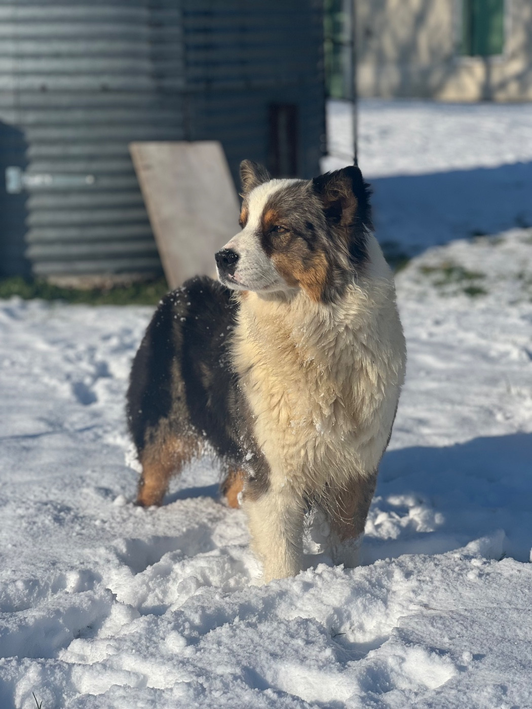 Vampire Diaries Elena of go Fast Storm