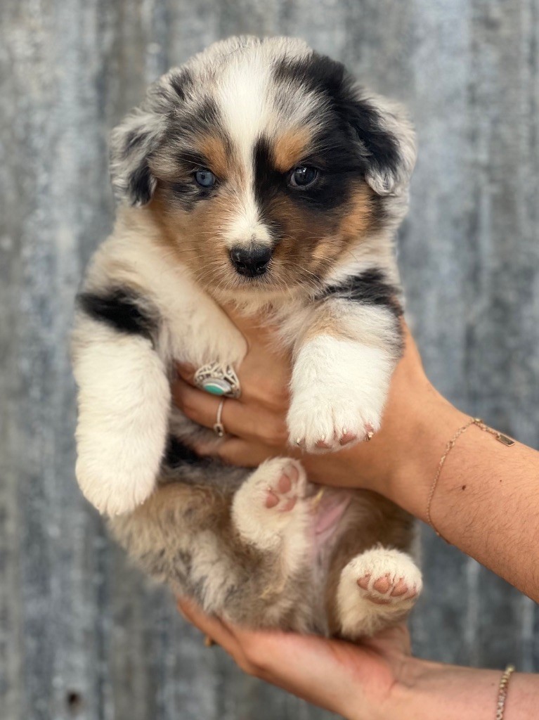 du clos du lambon - Chiots disponibles - Berger Australien