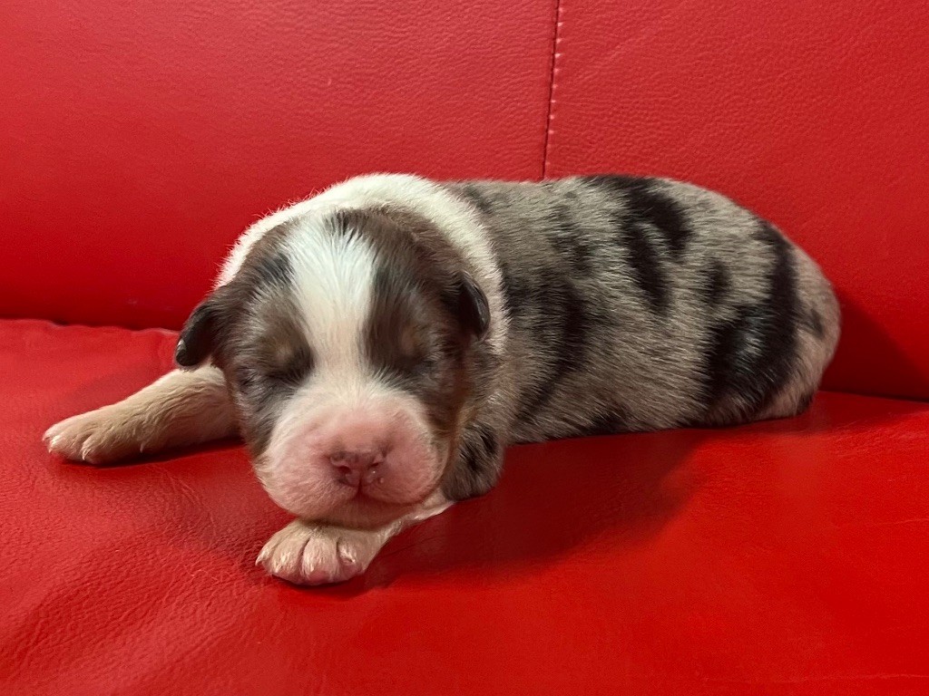 du clos du lambon - Chiots disponibles - Berger Australien