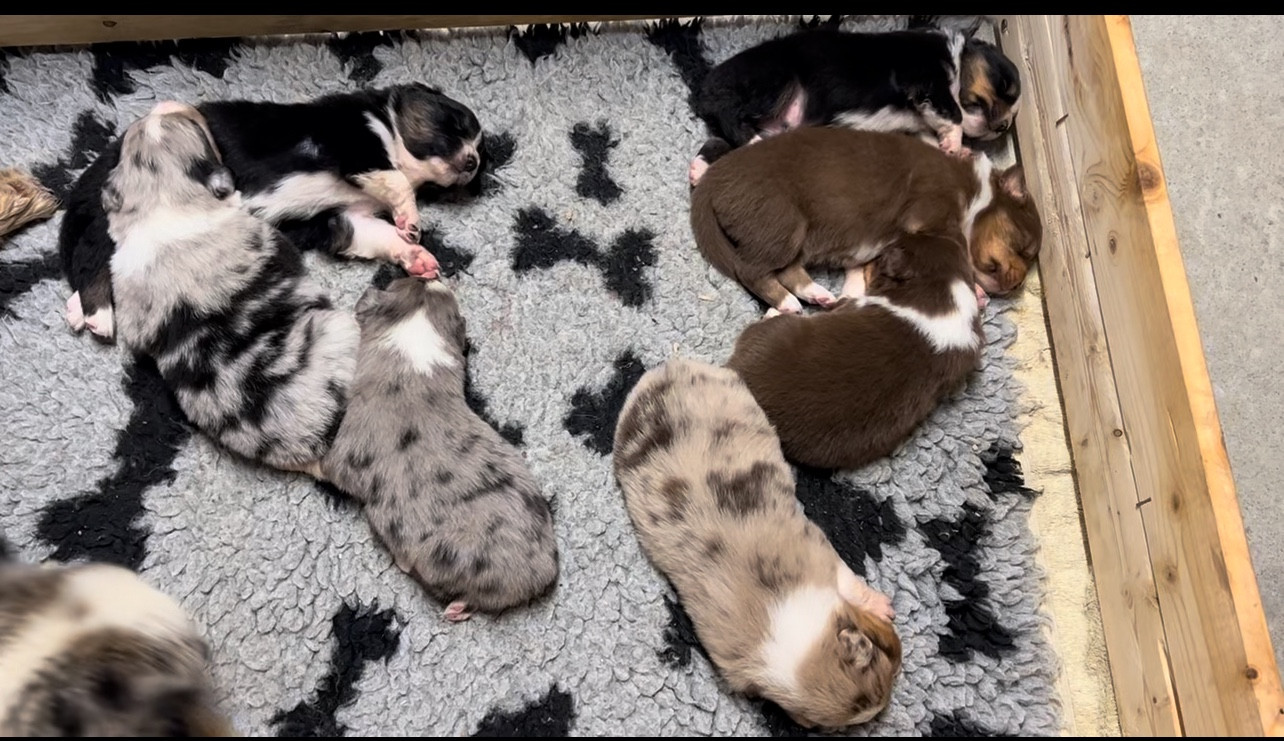 Chiot Berger Australien du clos du lambon