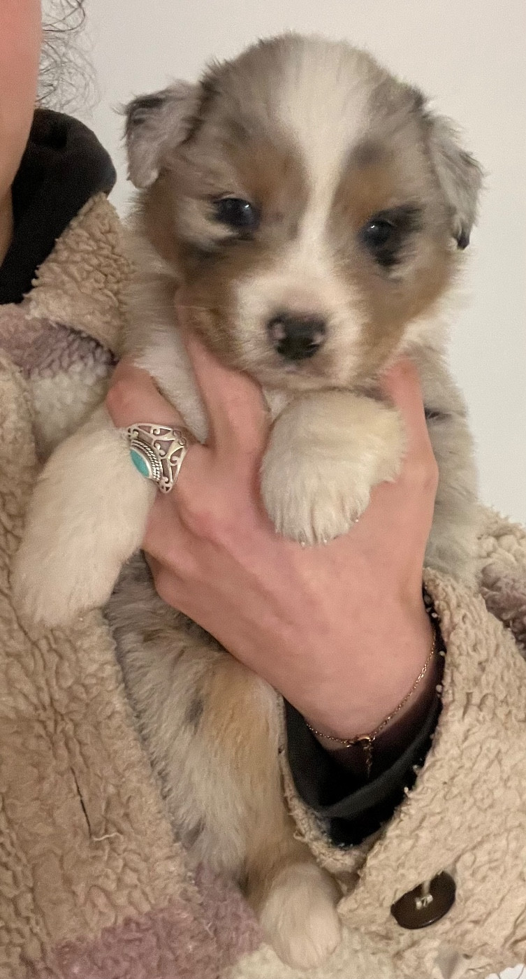 du clos du lambon - Chiots disponibles - Berger Australien