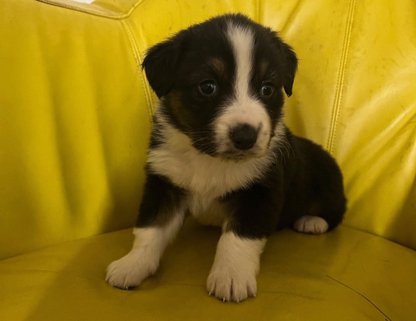 du clos du lambon - Chiots disponibles - Berger Australien