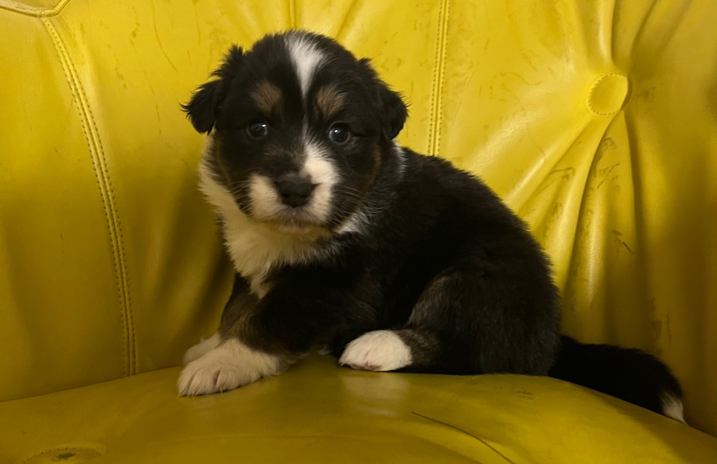 du clos du lambon - Chiots disponibles - Berger Australien