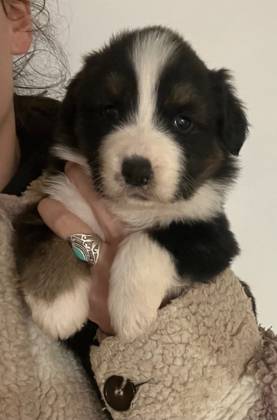 du clos du lambon - Chiots disponibles - Berger Australien