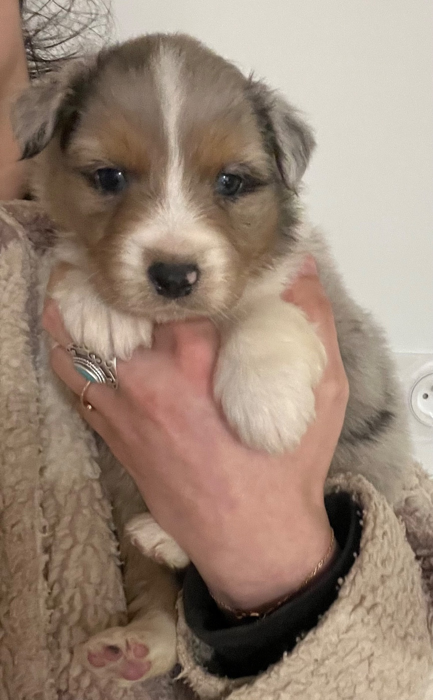 du clos du lambon - Chiots disponibles - Berger Australien