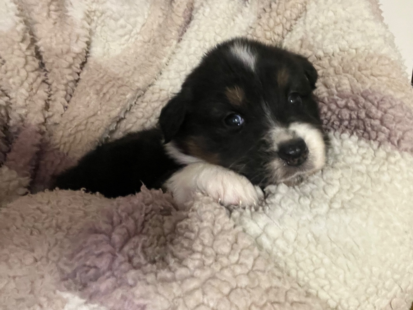 du clos du lambon - Chiots disponibles - Berger Australien