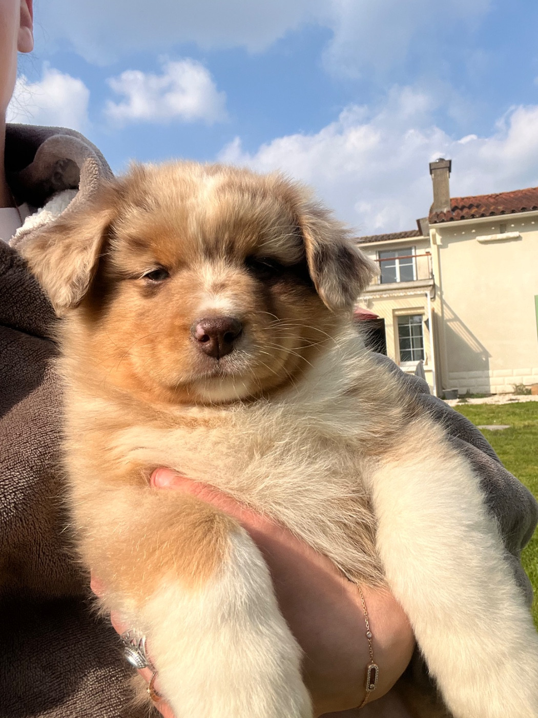 Baloo (prénom provisoire)