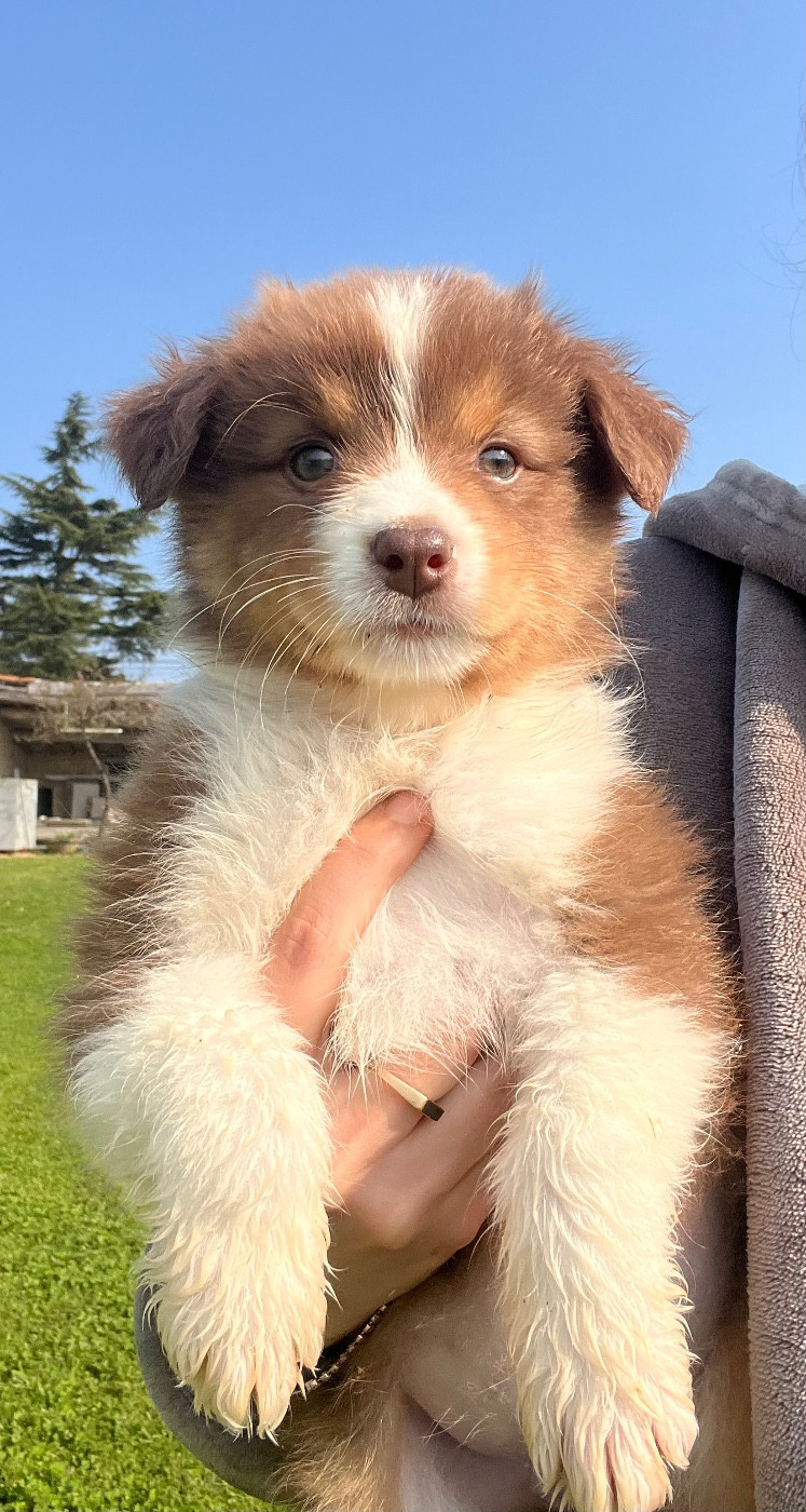 Brownie (prénom provisoire)