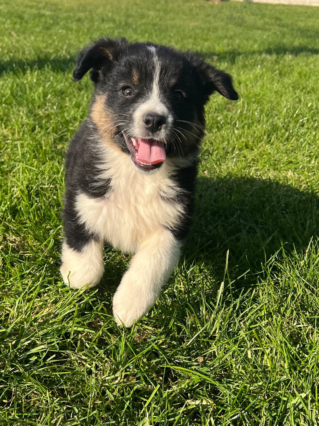 du clos du lambon - Chiots disponibles - Berger Australien