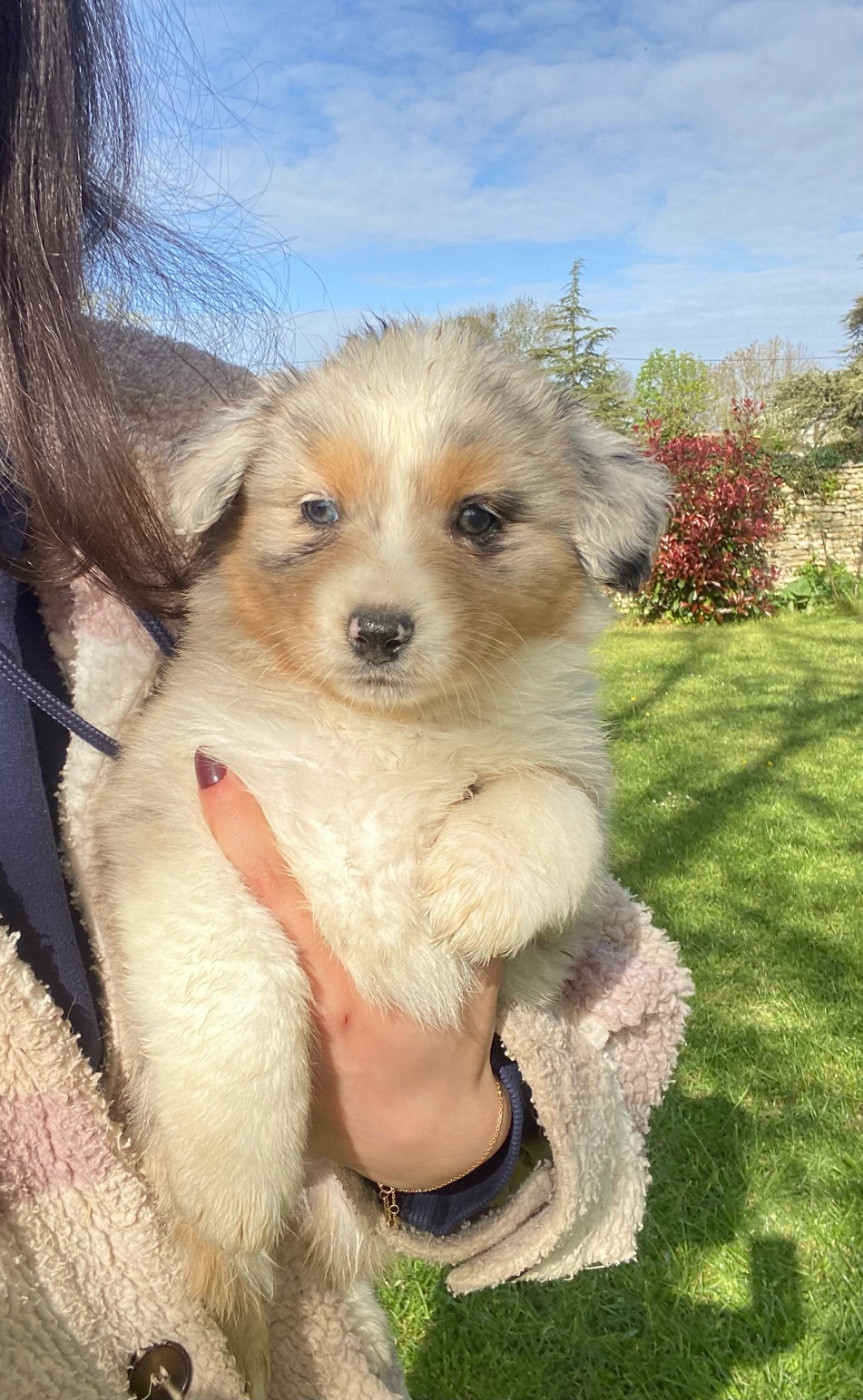 du clos du lambon - Chiots disponibles - Berger Australien