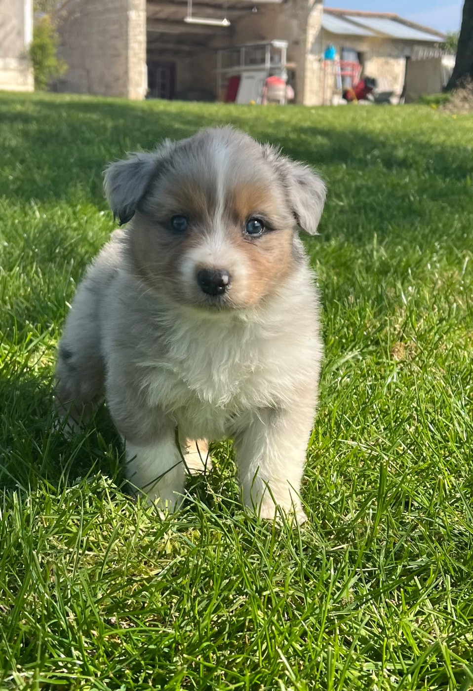 du clos du lambon - Chiots disponibles - Berger Australien