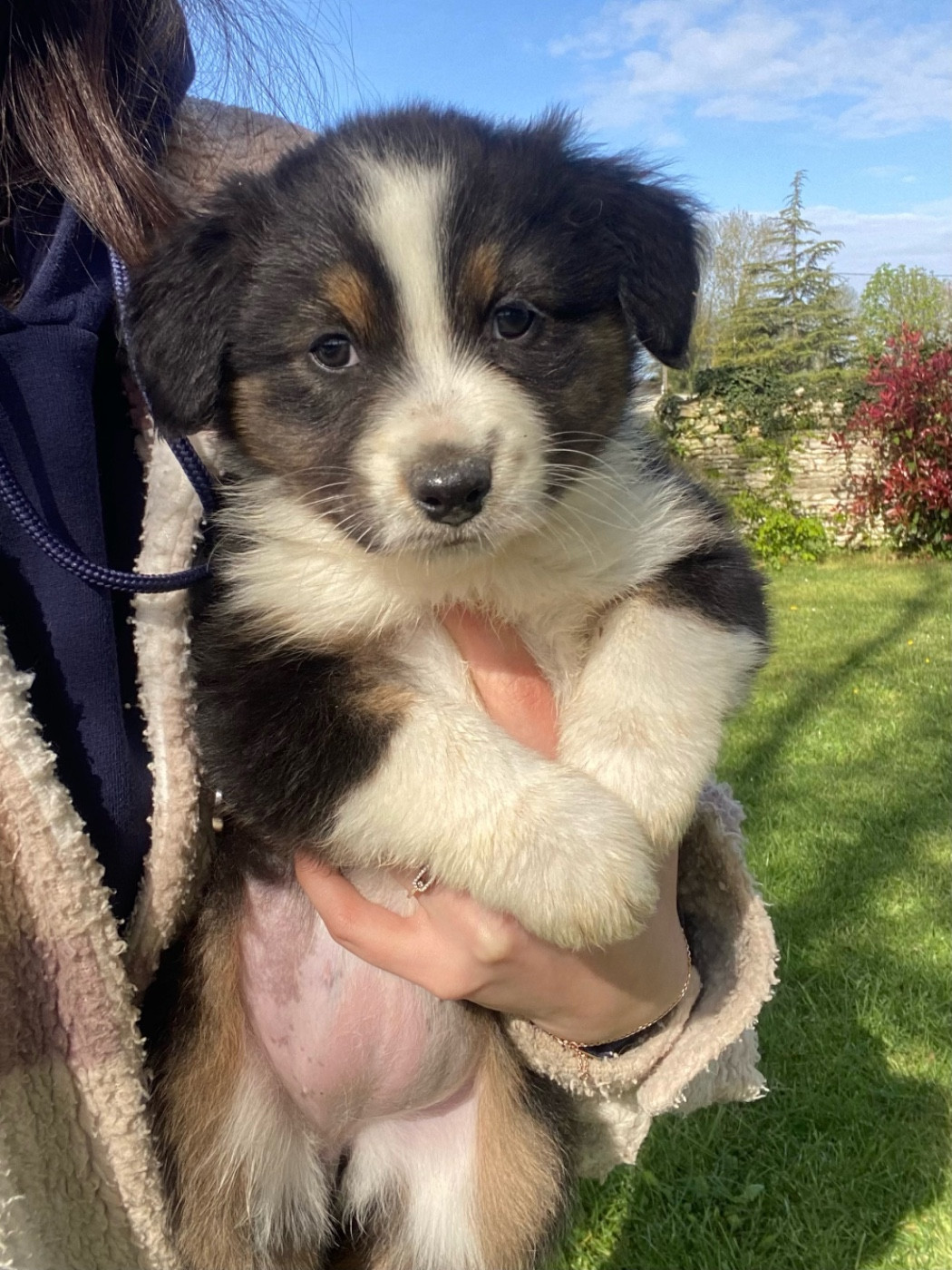 du clos du lambon - Chiots disponibles - Berger Australien