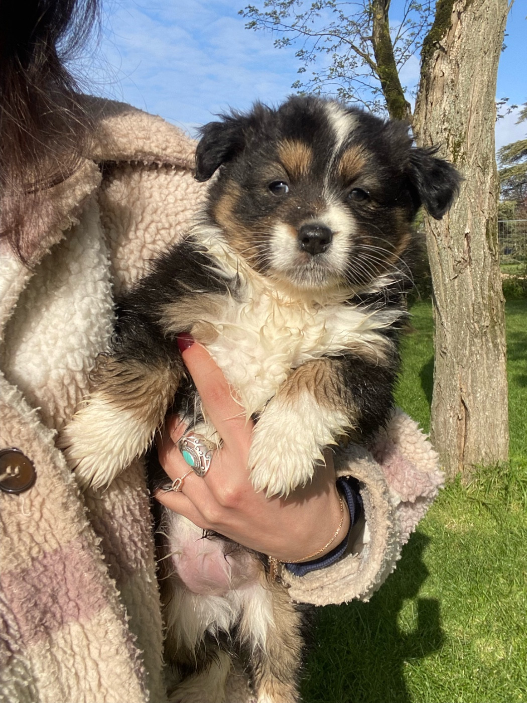 du clos du lambon - Chiots disponibles - Berger Australien