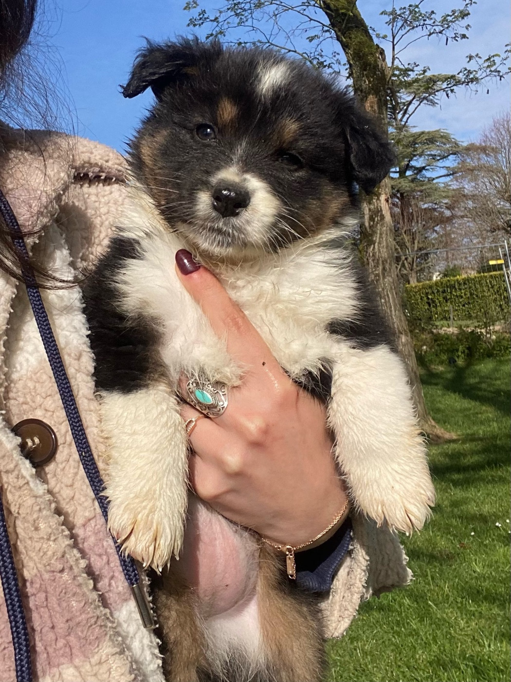 du clos du lambon - Chiots disponibles - Berger Australien