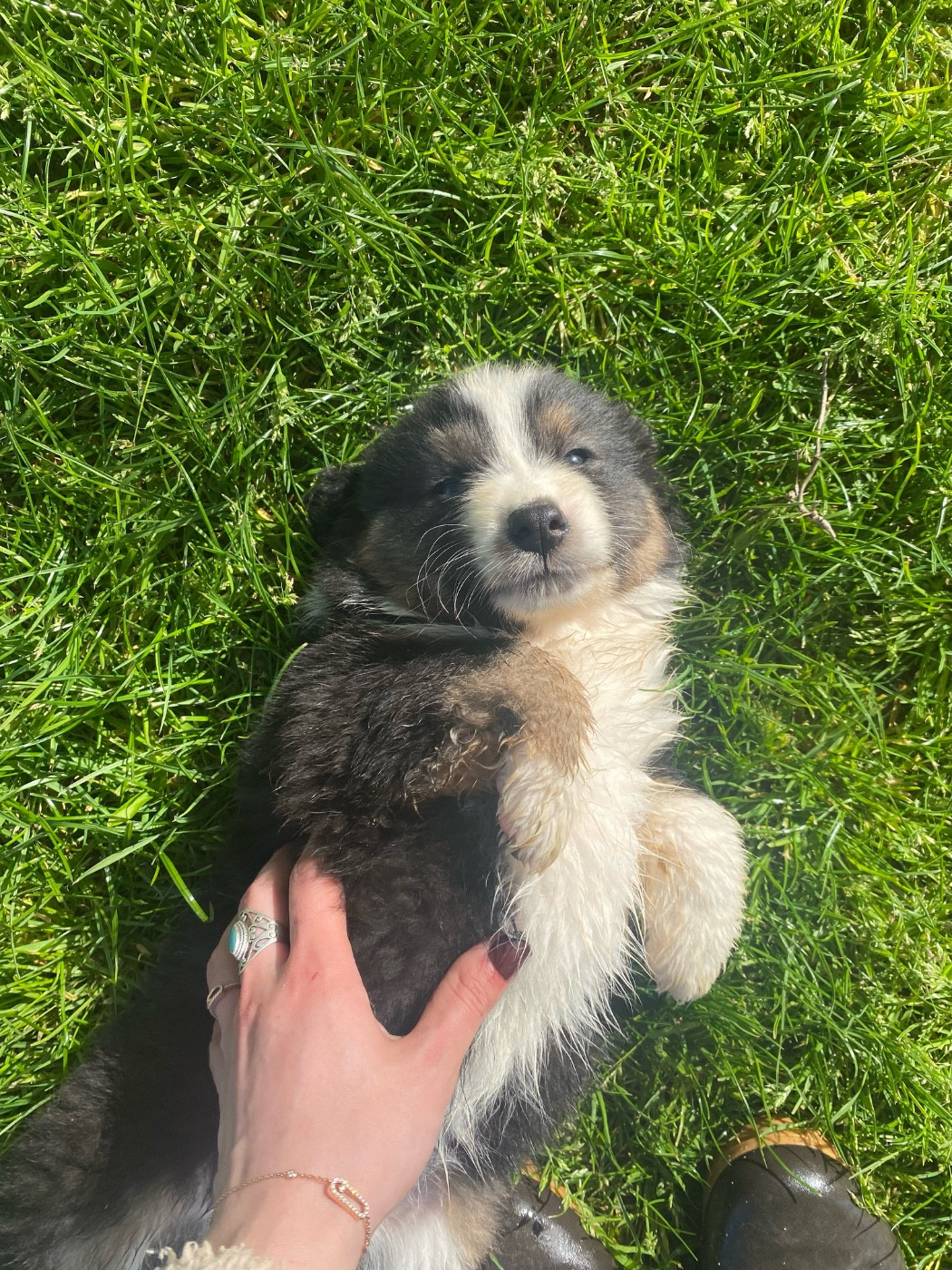 du clos du lambon - Chiots disponibles - Berger Australien