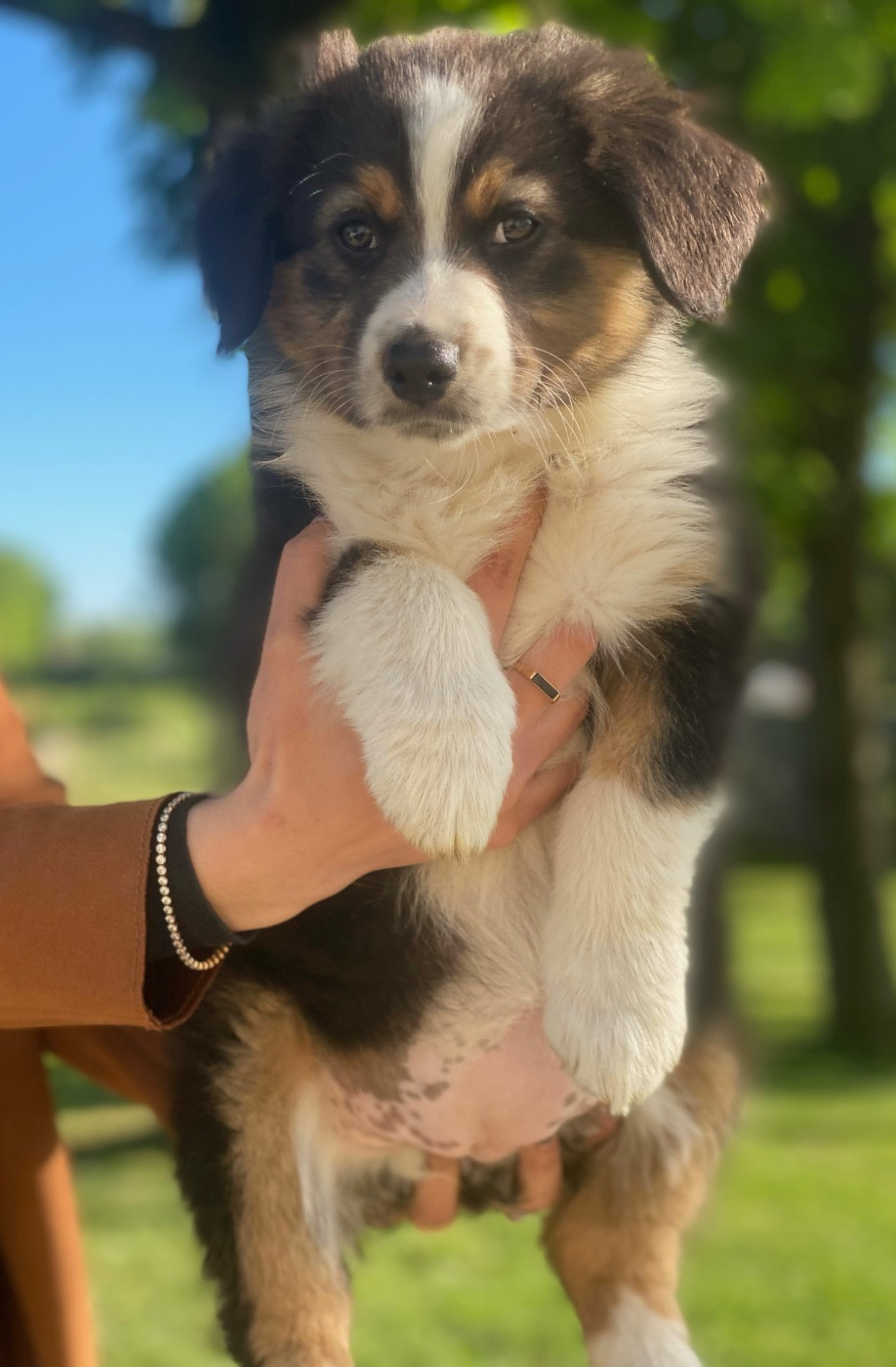 du clos du lambon - Chiots disponibles - Berger Australien