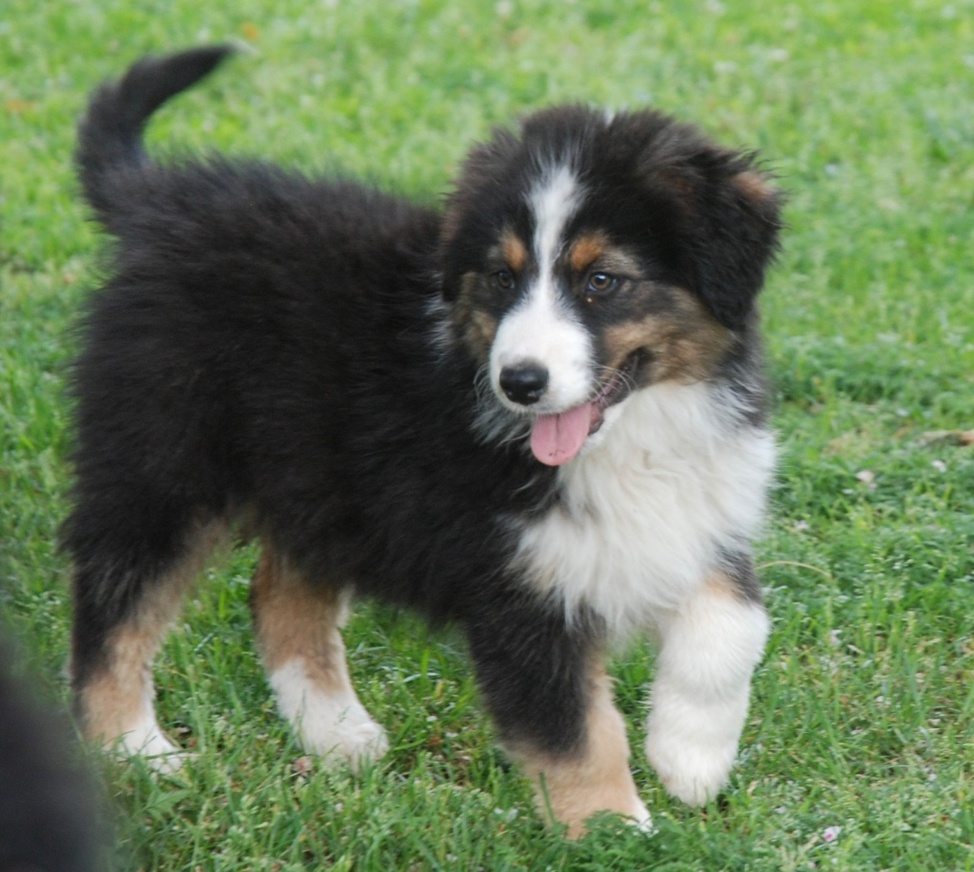du clos du lambon - Chiots disponibles - Berger Australien