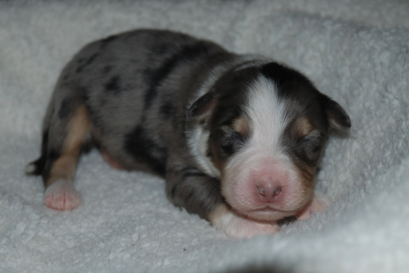 du clos du lambon - Chiots disponibles - Berger Australien