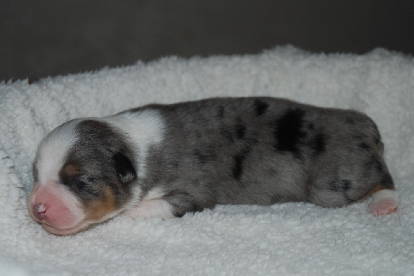 du clos du lambon - Chiots disponibles - Berger Australien