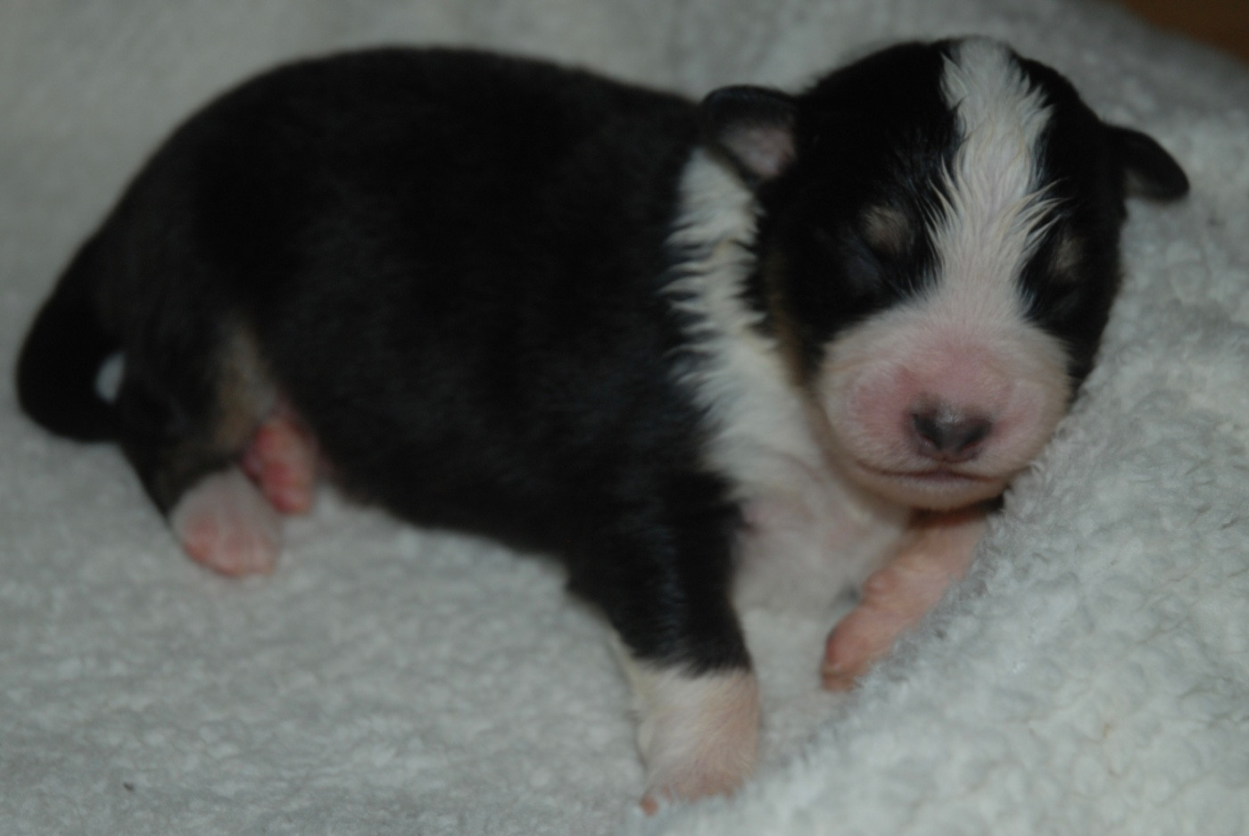 du clos du lambon - Chiots disponibles - Berger Australien