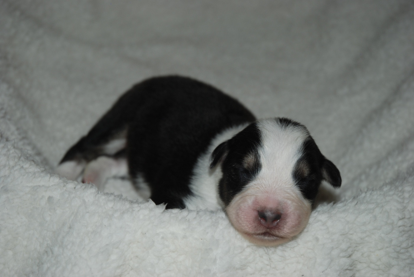 du clos du lambon - Chiots disponibles - Berger Australien
