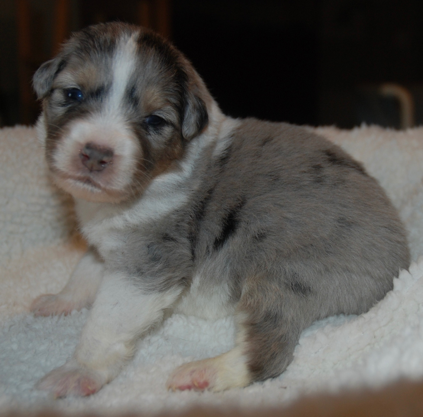 du clos du lambon - Chiots disponibles - Berger Australien