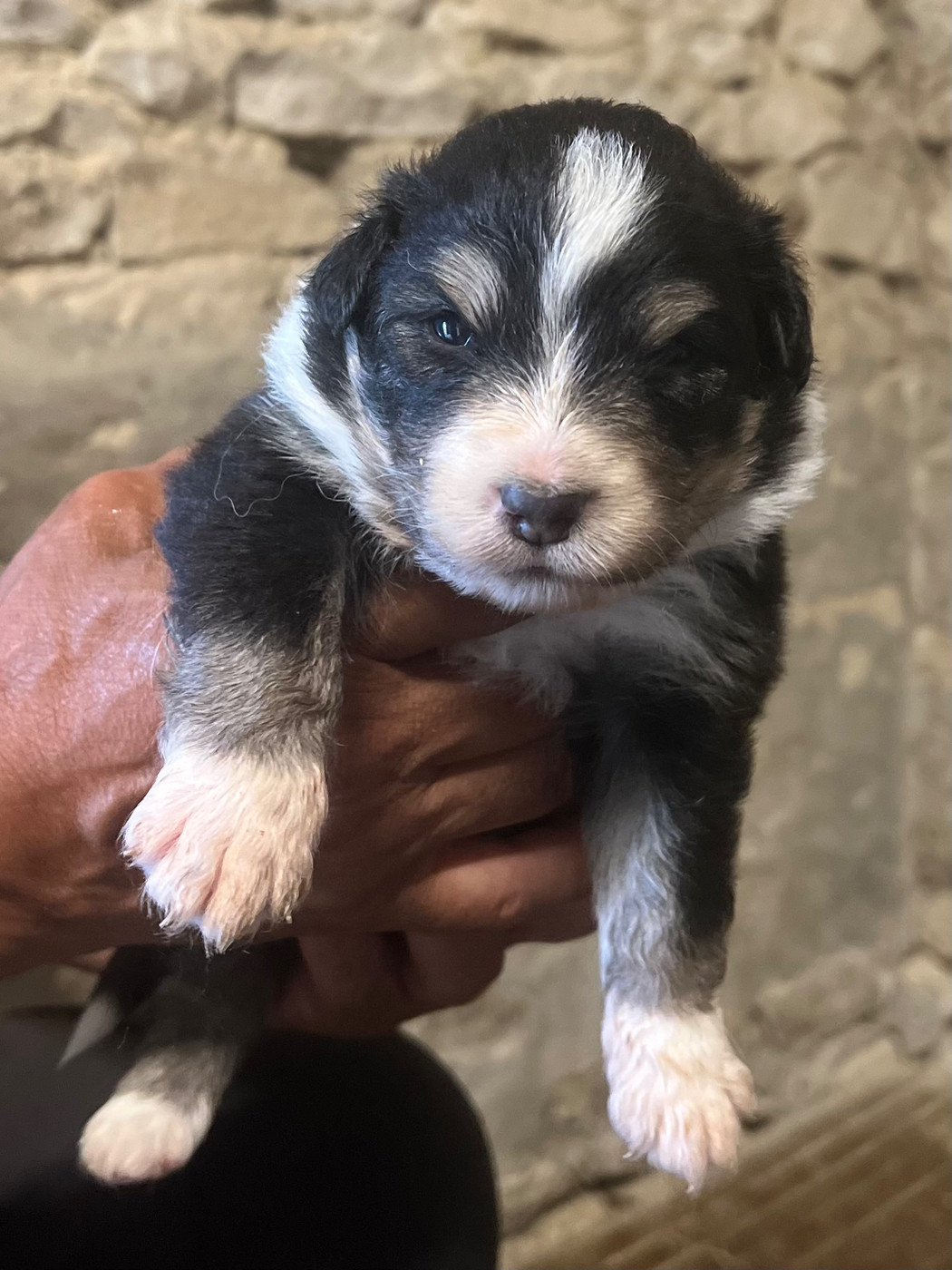 du clos du lambon - Chiots disponibles - Berger Australien