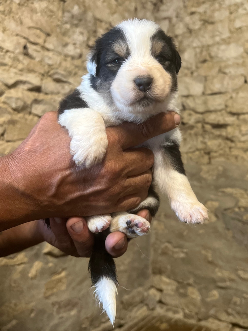 du clos du lambon - Chiots disponibles - Berger Australien