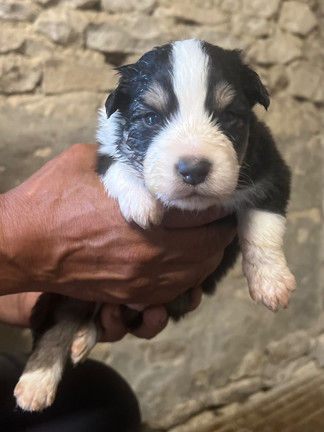 du clos du lambon - Chiots disponibles - Berger Australien
