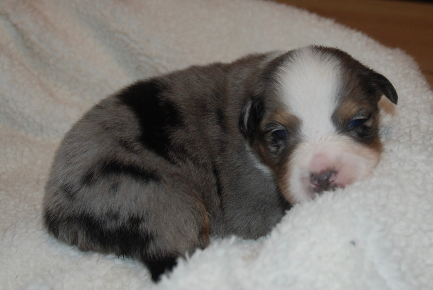 du clos du lambon - Chiots disponibles - Berger Australien