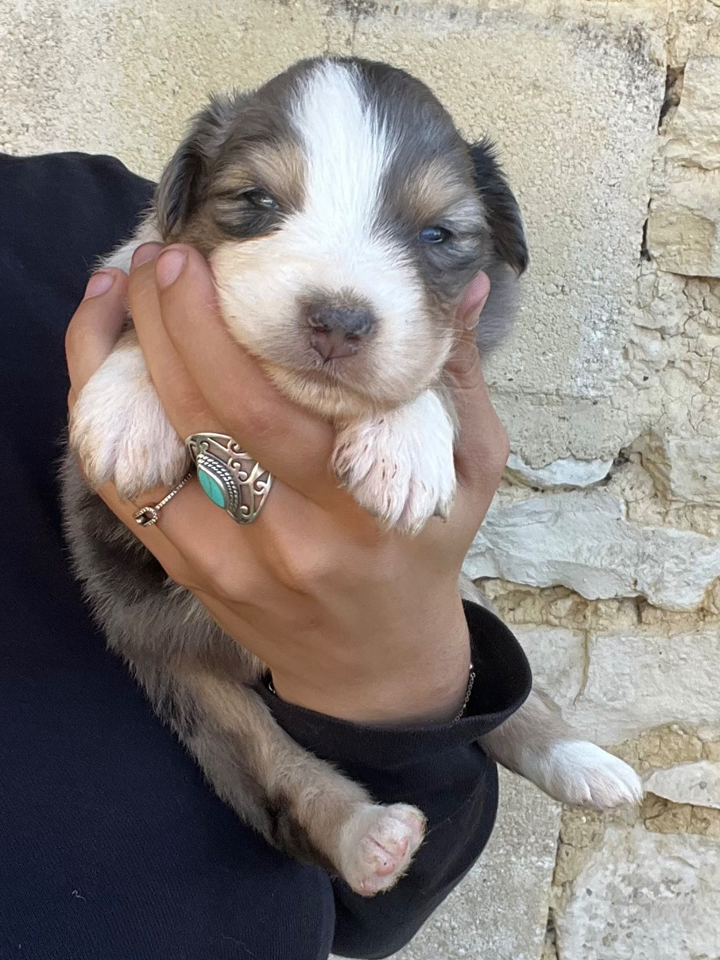 du clos du lambon - Chiots disponibles - Berger Australien