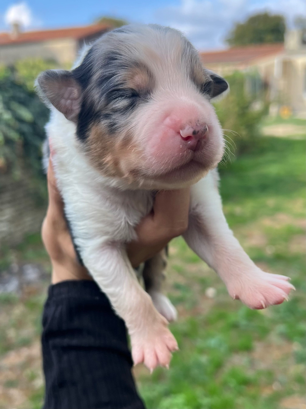 du clos du lambon - Chiots disponibles - Berger Australien