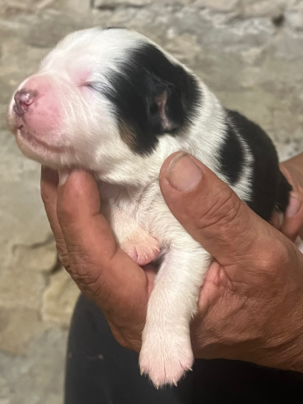 du clos du lambon - Chiots disponibles - Berger Australien