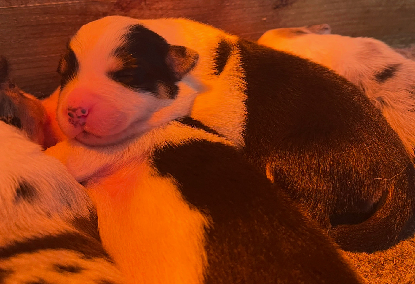 du clos du lambon - Chiots disponibles - Berger Australien