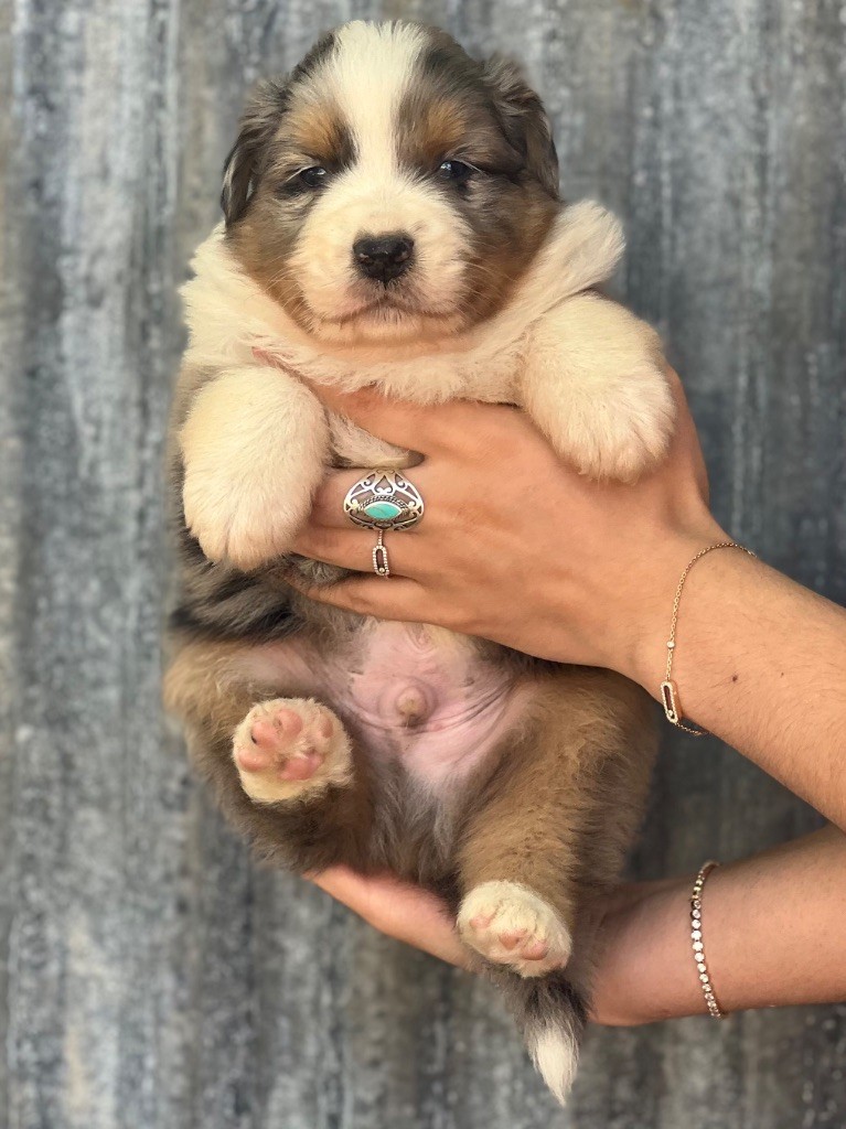 du clos du lambon - Chiots disponibles - Berger Australien