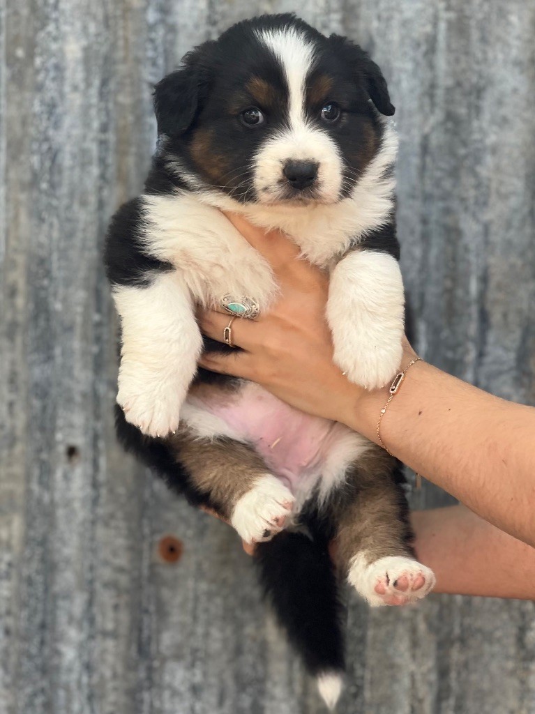 du clos du lambon - Chiots disponibles - Berger Australien