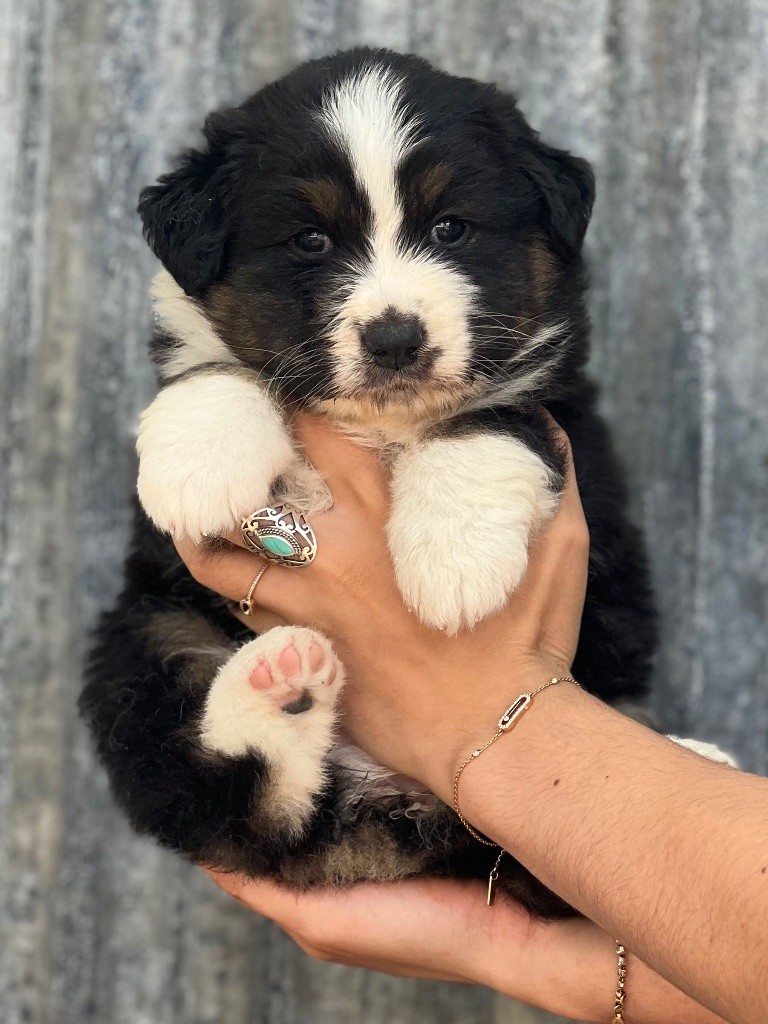 du clos du lambon - Chiots disponibles - Berger Australien