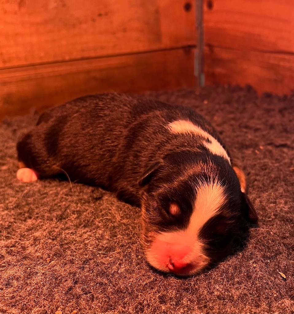 du clos du lambon - Chiots disponibles - Berger Australien