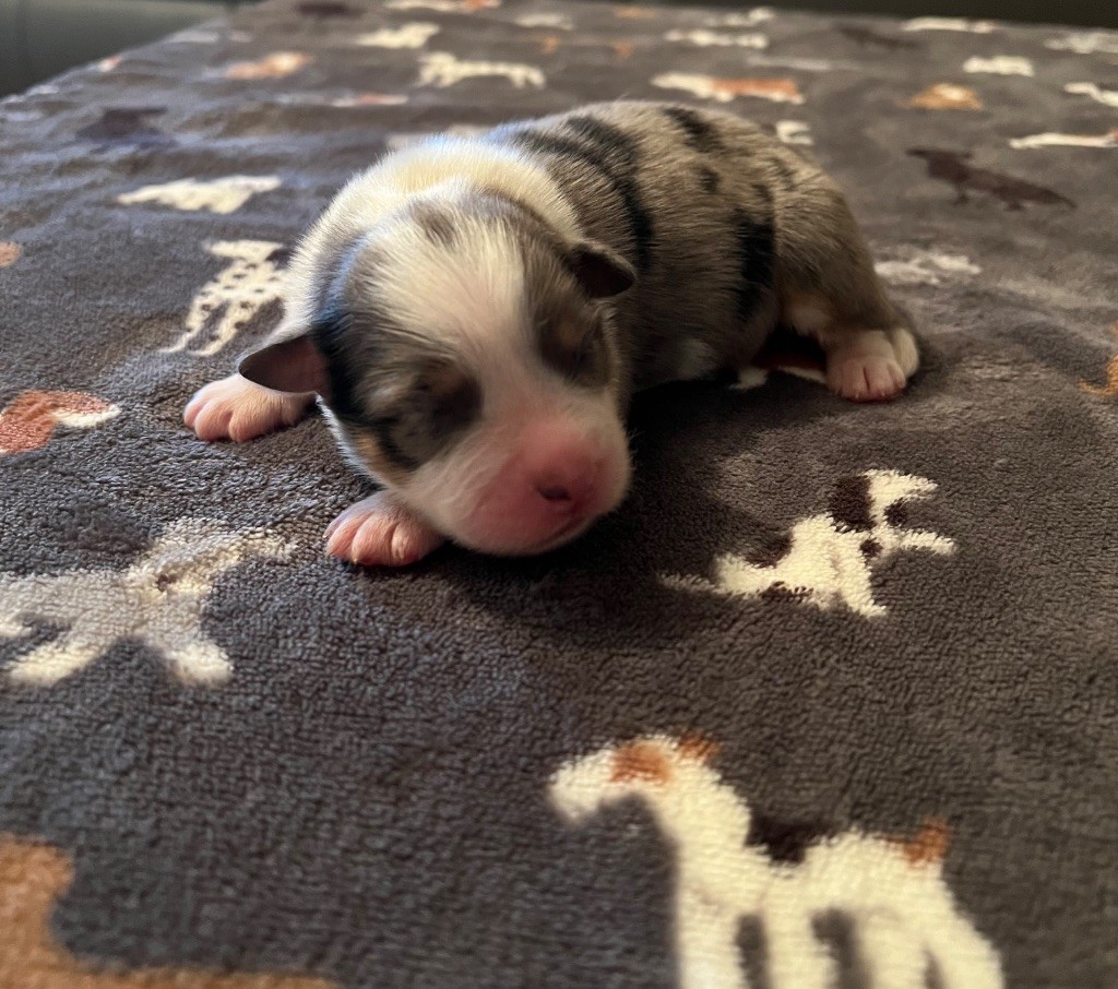 du clos du lambon - Chiots disponibles - Berger Australien
