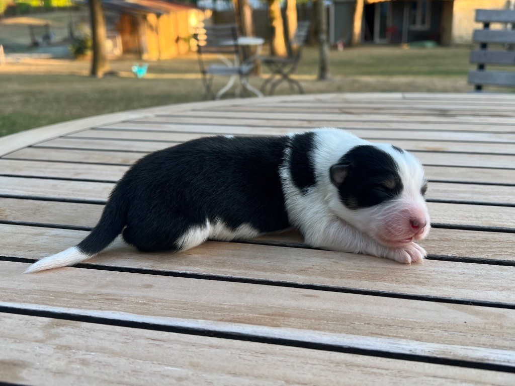 du clos du lambon - Chiots disponibles - Berger Australien