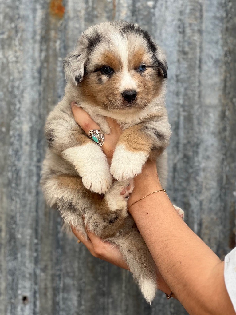 du clos du lambon - Chiots disponibles - Berger Australien