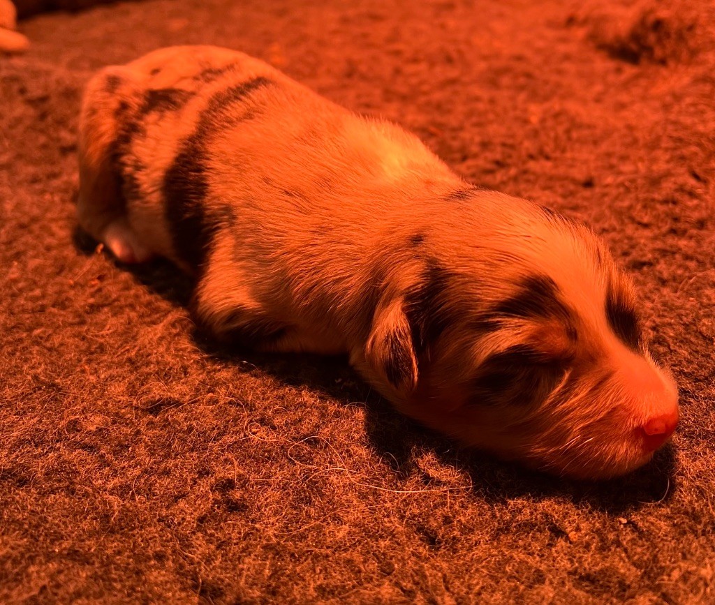 du clos du lambon - Chiots disponibles - Berger Australien