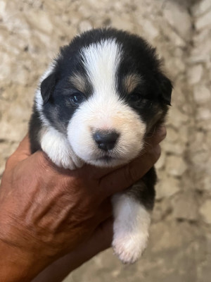 CHIOT 8