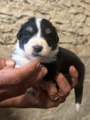 CHIOT 9