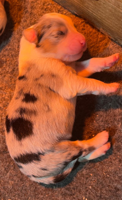 Chiot N°7